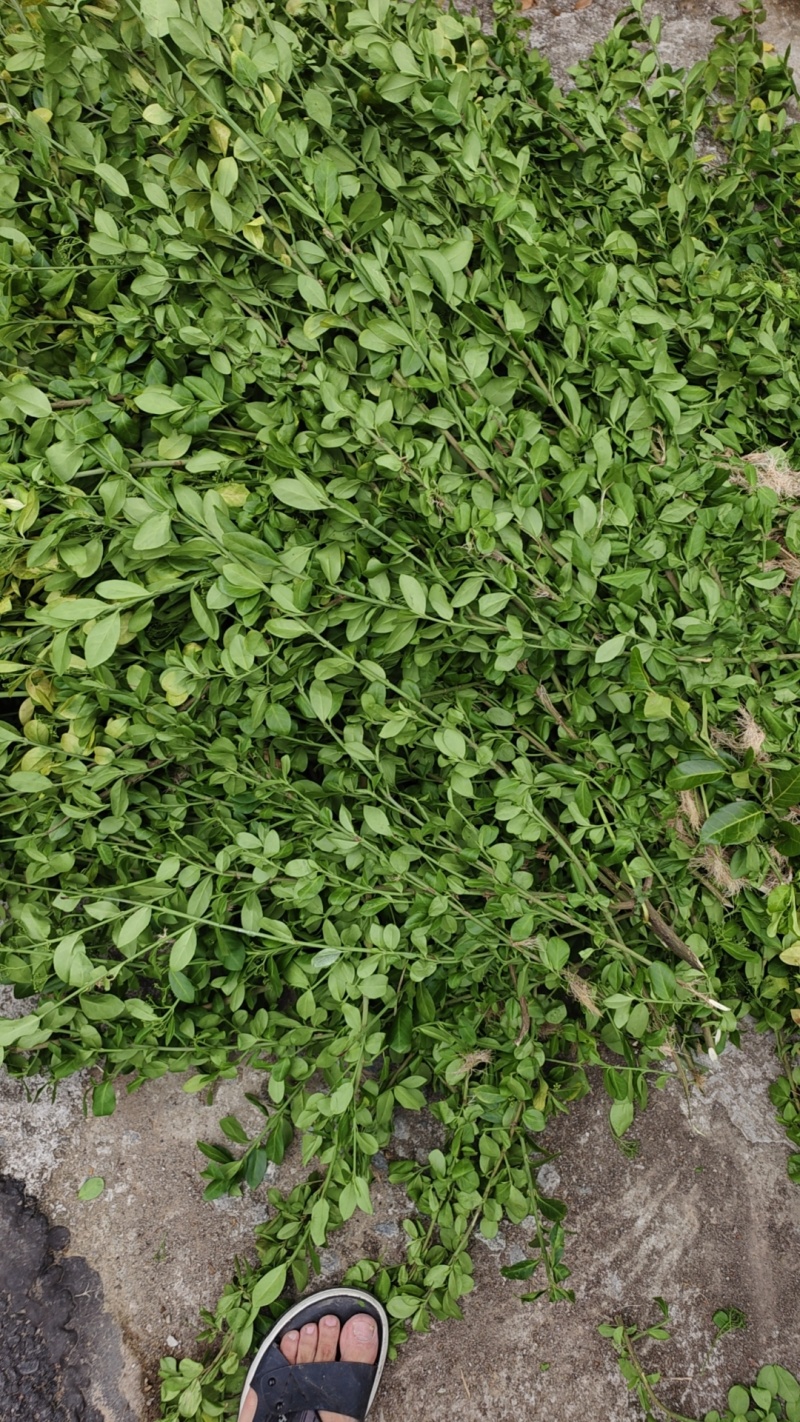 白对叶肾.白墙络.扶芳藤