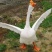 三花大鹅