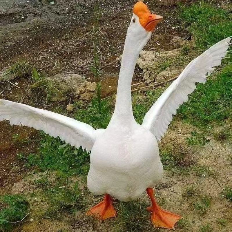 三花大鹅
