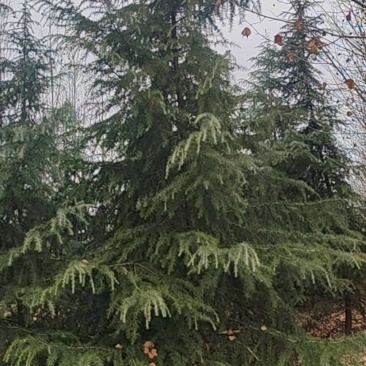 雪松树，法桐树，黄栌树，国槐树