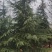 雪松树，法桐树，黄栌树，国槐树