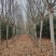 雪松树，法桐树，黄栌树，国槐树