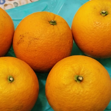湘西龙橙