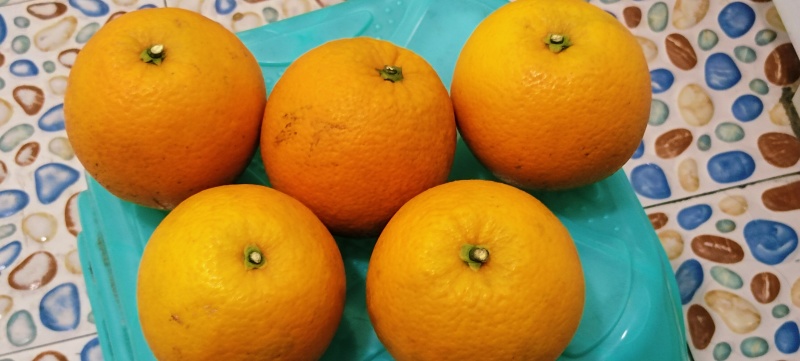 湘西龙橙
