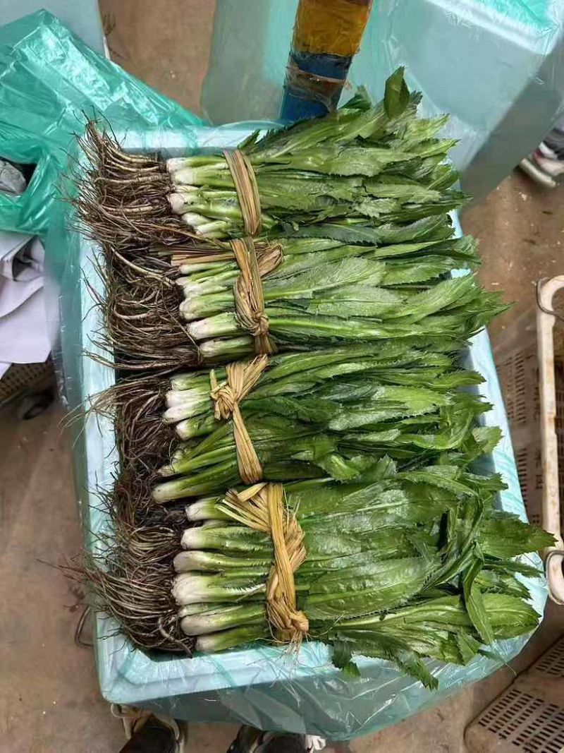 精品云南大香菜