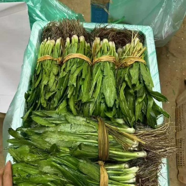 精品云南大香菜