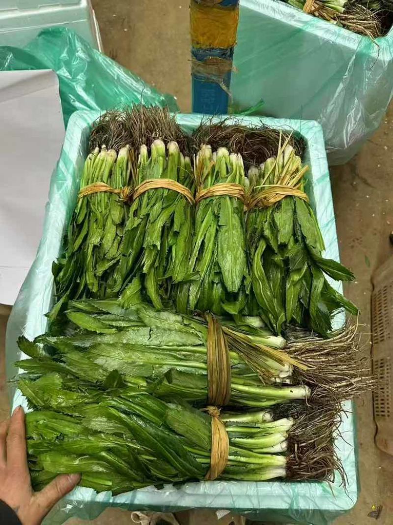 精品云南大香菜