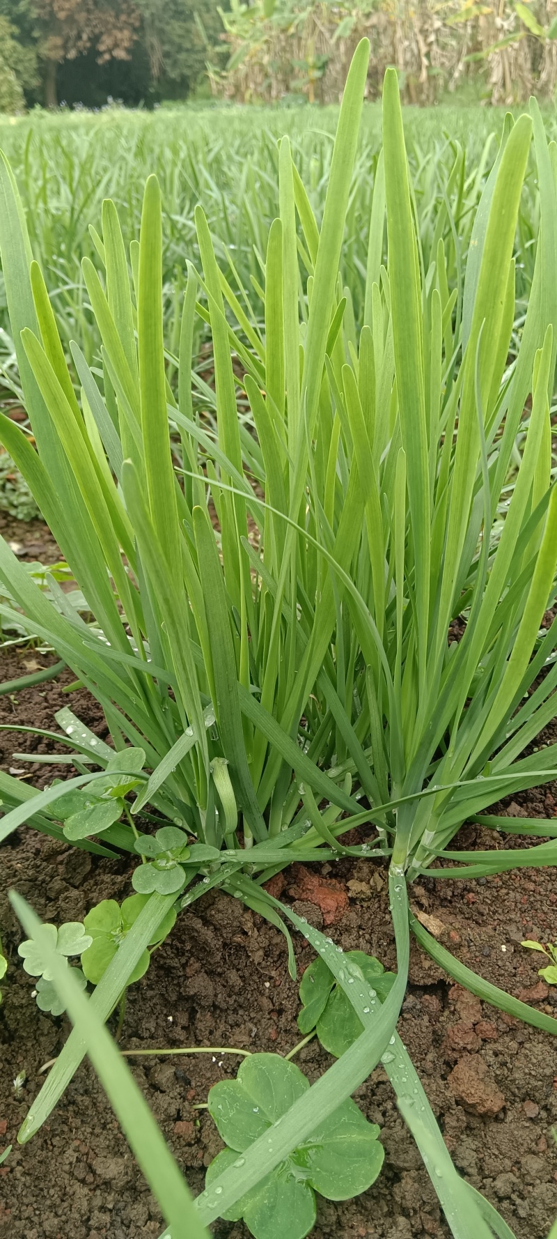 韭菜