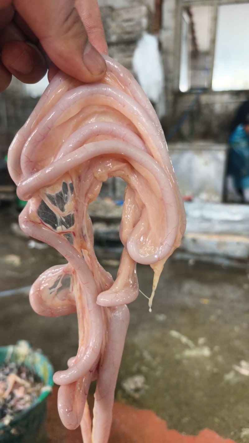 特级鹅肠，定制鹅肠