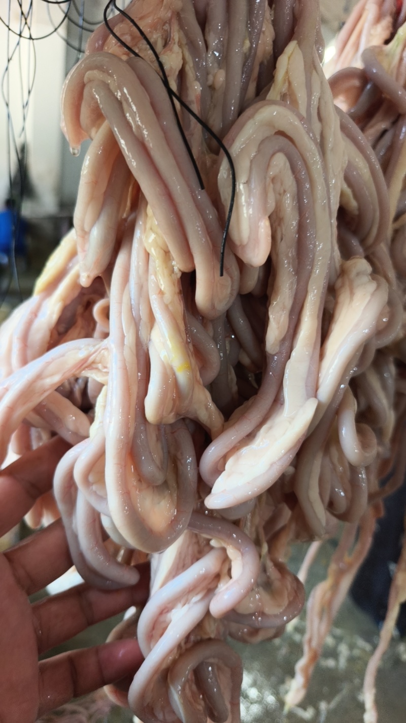 特级鹅肠，定制鹅肠