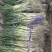 山东济南章丘大葱生产基地，毛葱：量大7毛，净葱：量大8毛