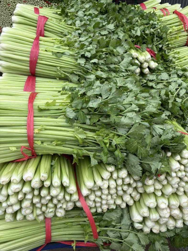 中牟精品芹菜，大量有货