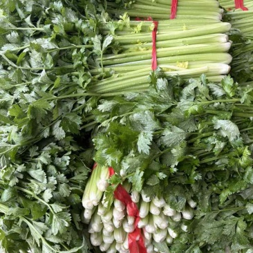 中牟精品芹菜，大量有货