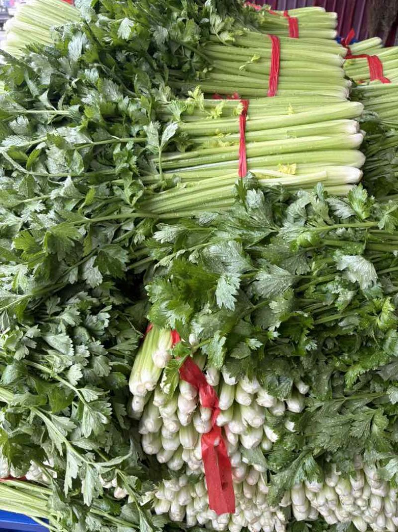 中牟精品芹菜，大量有货
