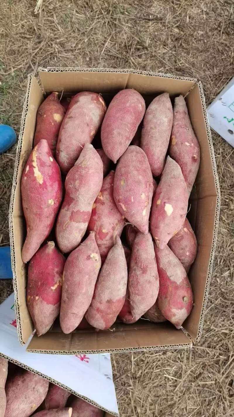 精品G33红薯