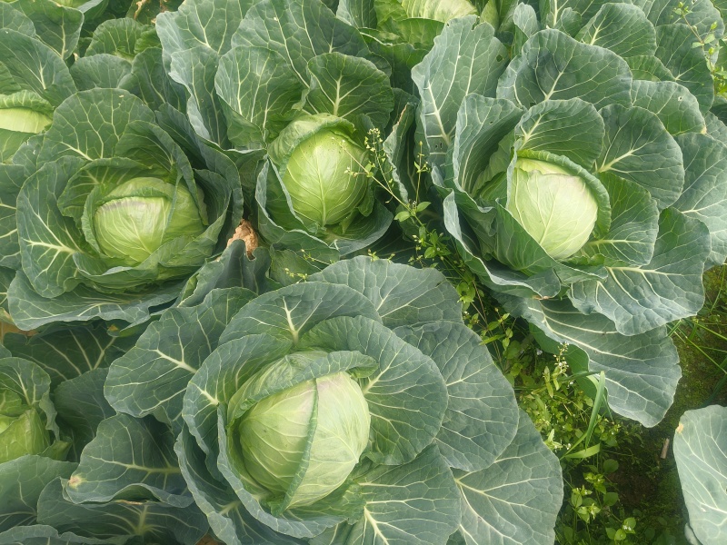 铁头菜