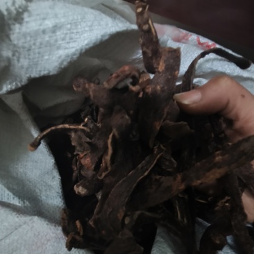 骨碎补