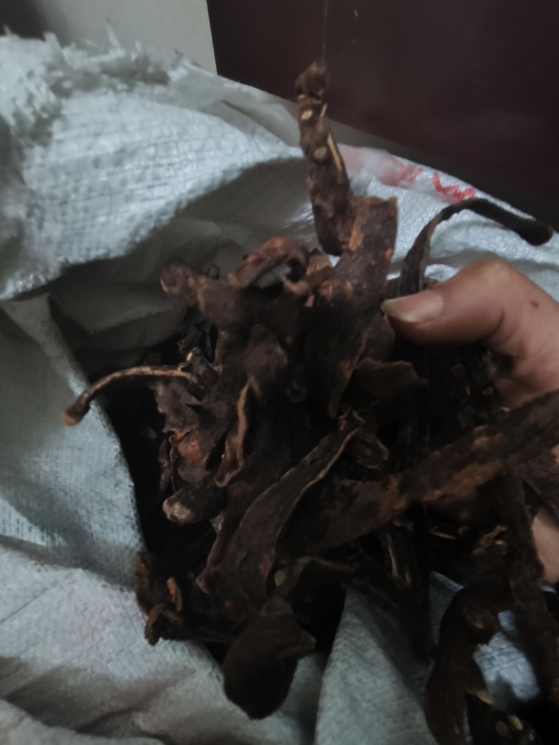骨碎补