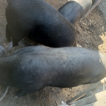 黑毛猪300斤左右。3头猪