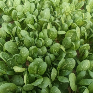 油菜