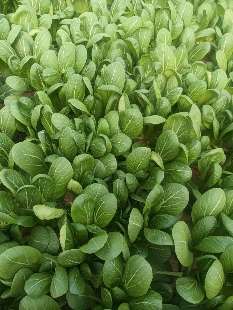 油菜