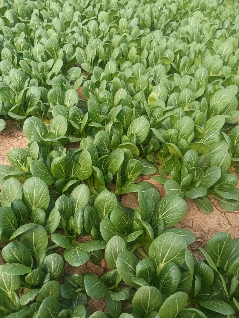 油菜