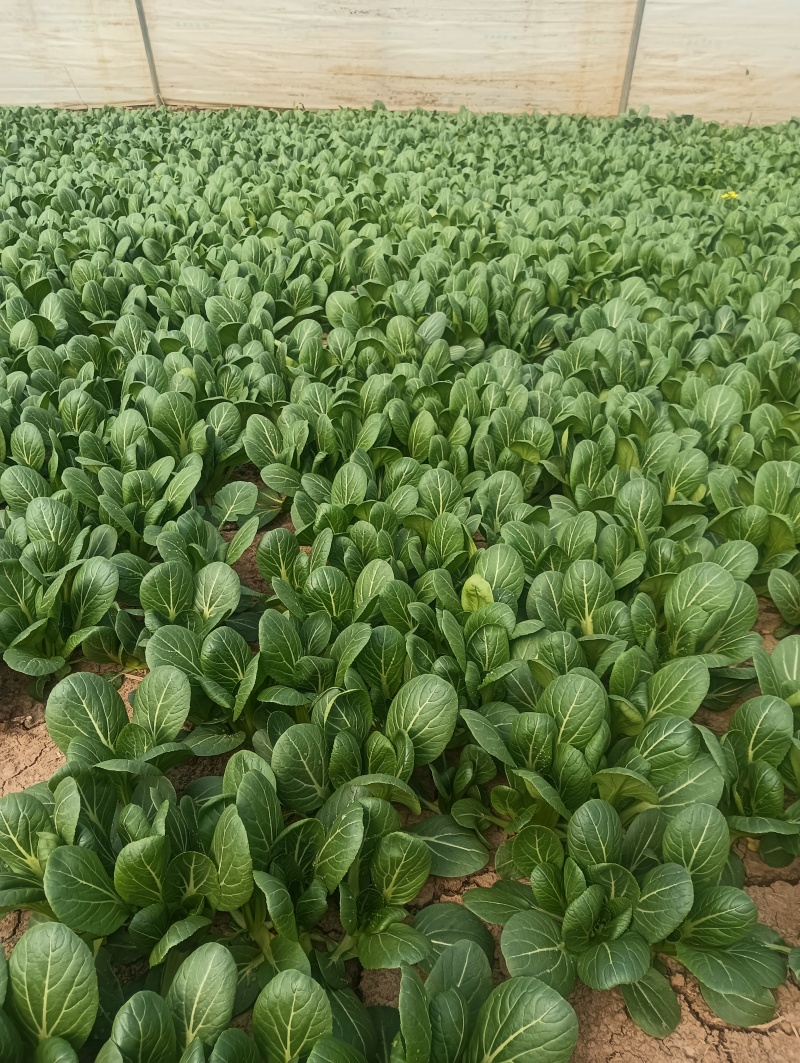 油菜