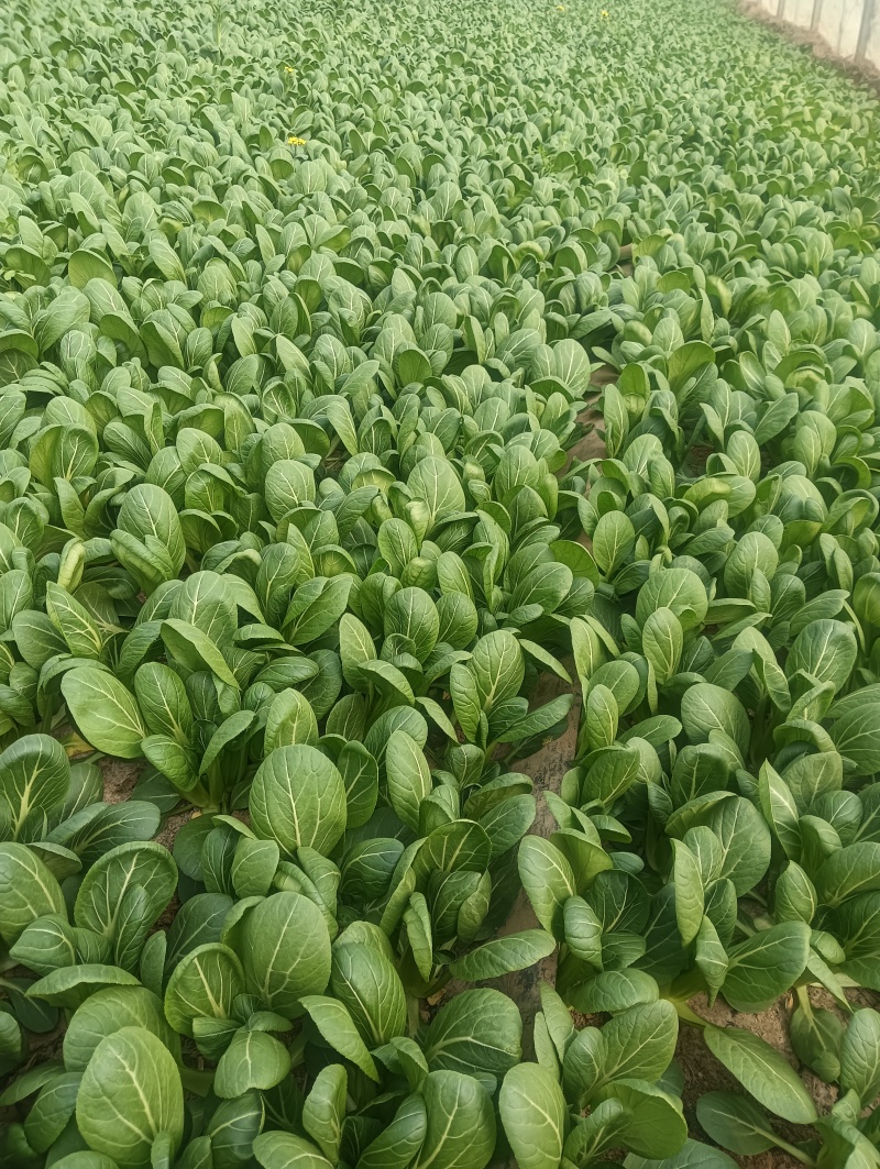油菜