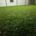 云南野生古树红茶