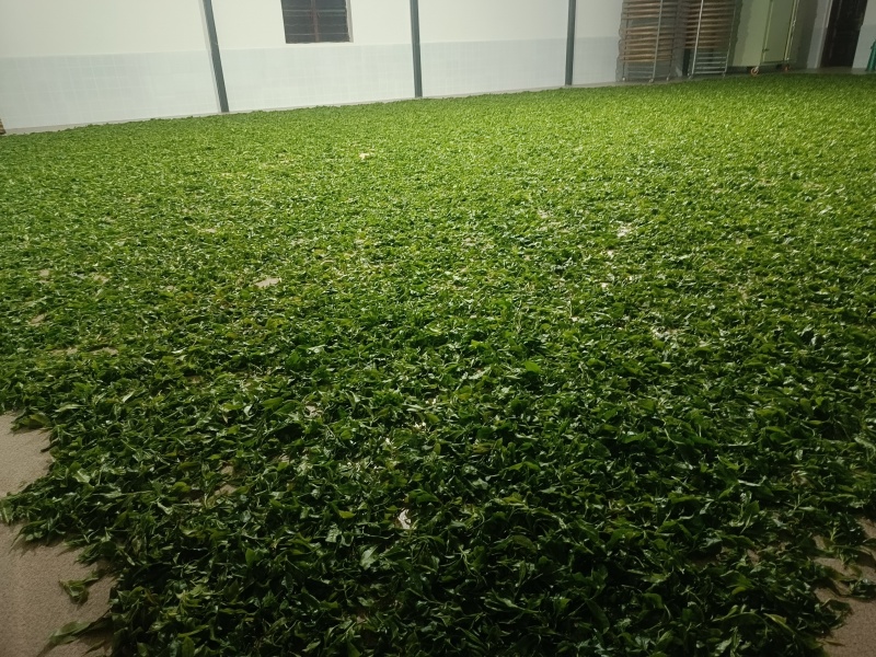 云南野生古树红茶