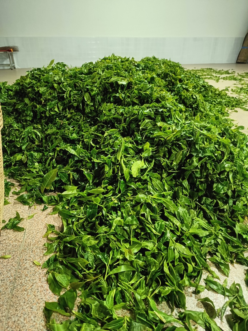 云南野生古树红茶