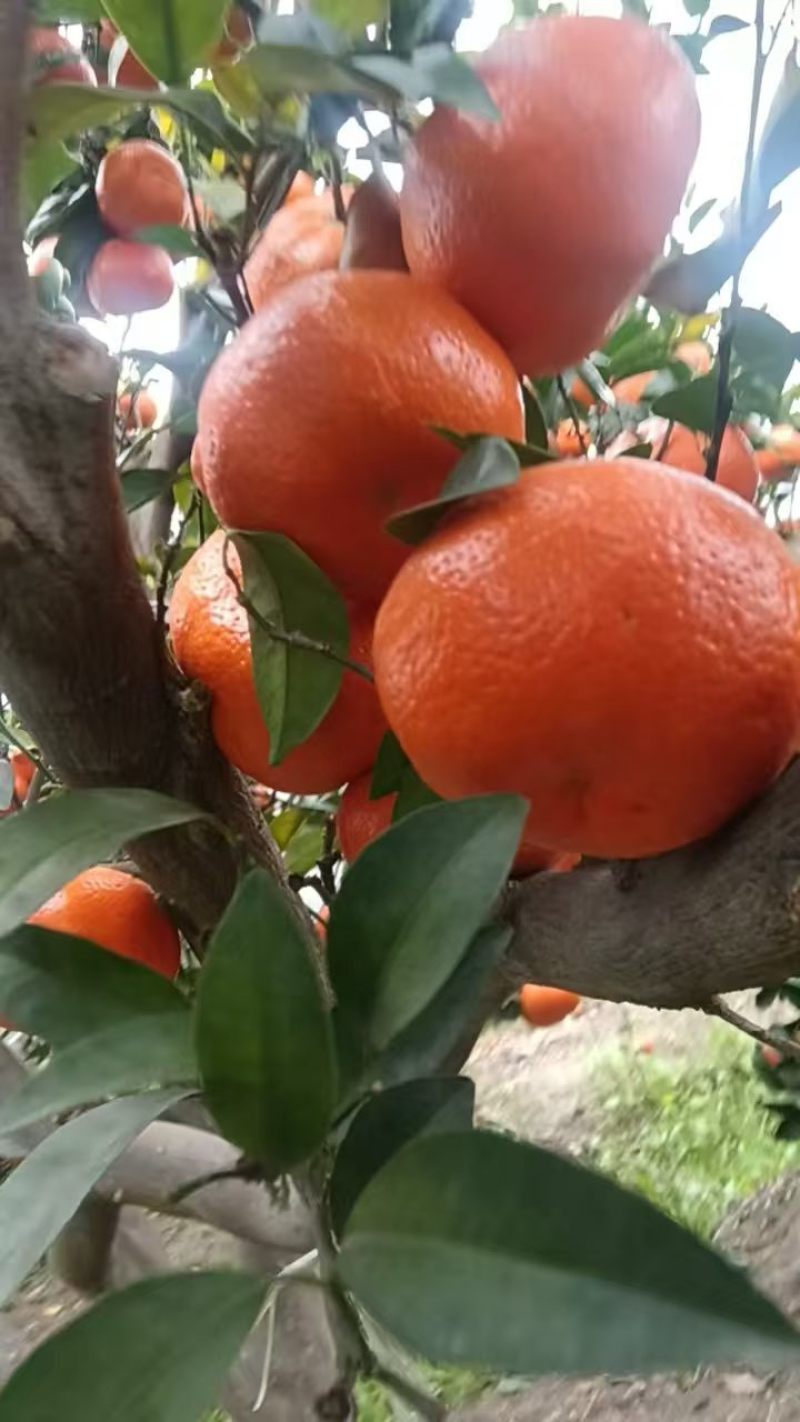 默科特大量上市，