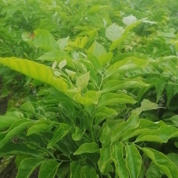 荔枝，黑黄皮，贵妃