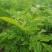 荔枝，黑黄皮，贵妃