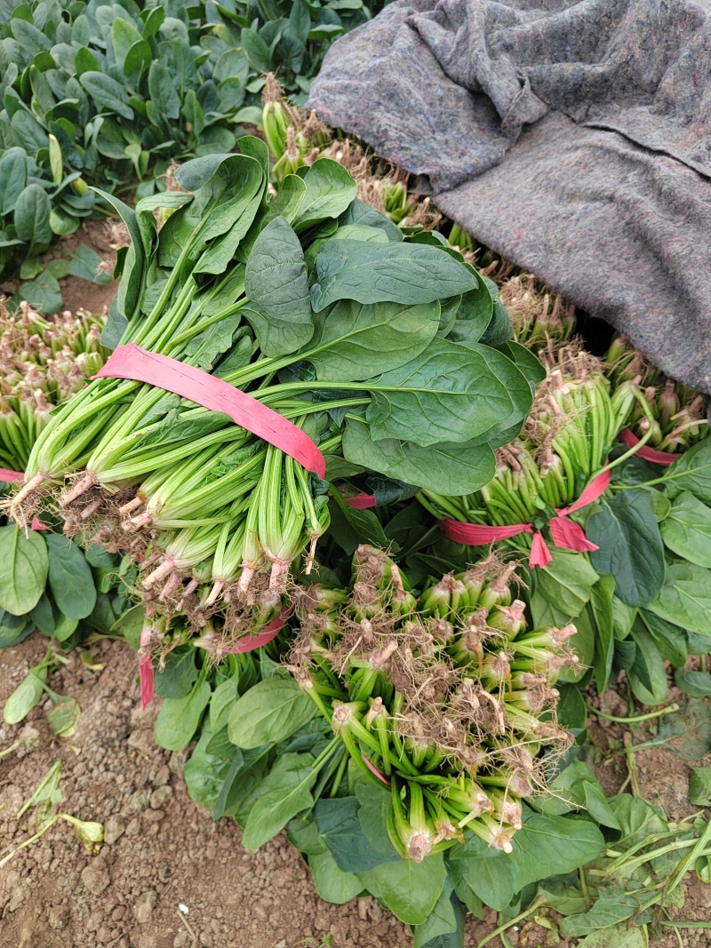 大叶菠菜，25公分左右