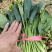大叶菠菜，25公分左右