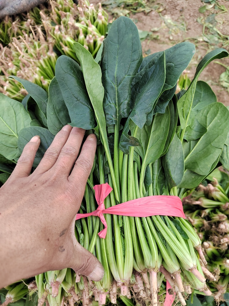 大叶菠菜，25公分左右