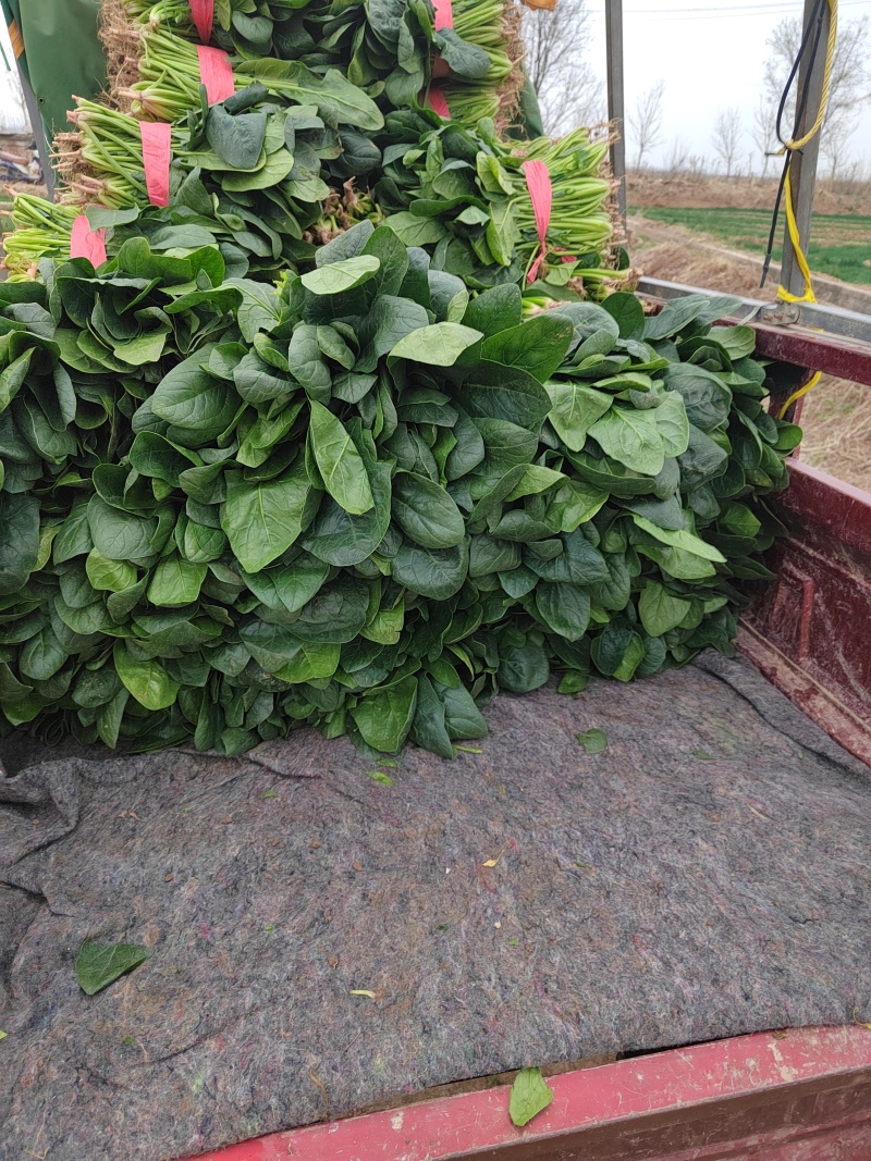 大叶菠菜，25公分左右