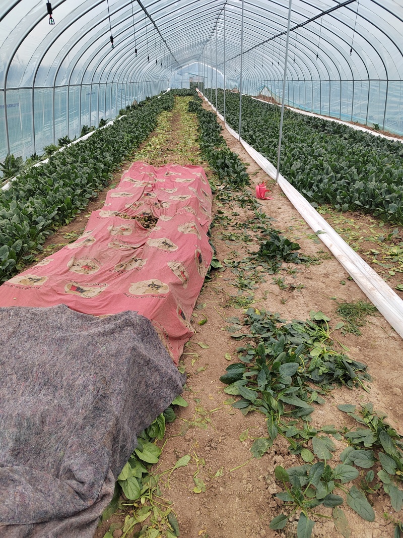 大叶菠菜，25公分左右
