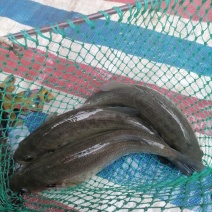 鲈鱼