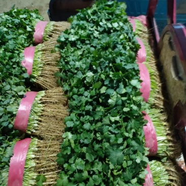 精品香菜大量供应承接商超各大市场商超质量保证货真价实