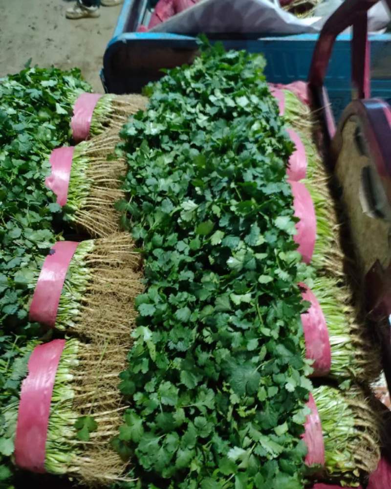 精品香菜大量供应承接商超各大市场商超质量保证货真价实