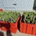山东省临沂市费县芦笋种植基地
