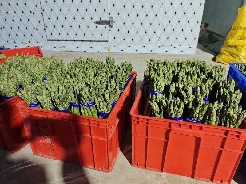 山东省临沂市费县芦笋种植基地