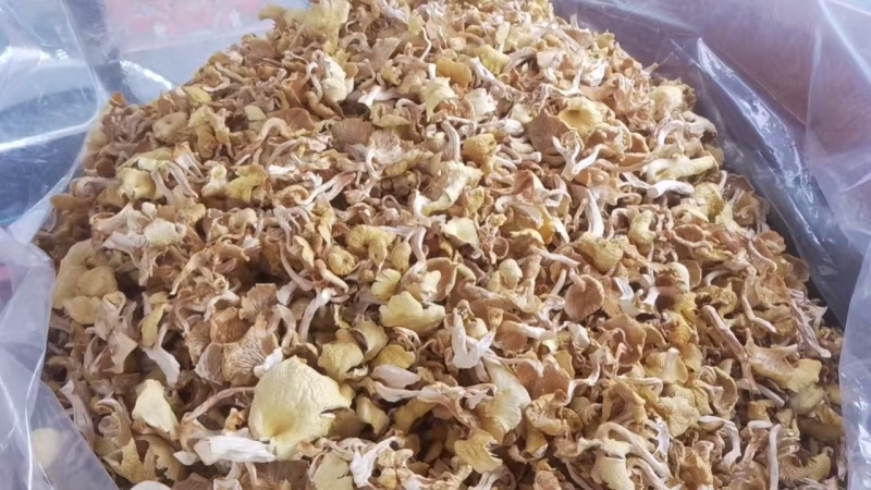 出售榆黄蘑量大优惠
