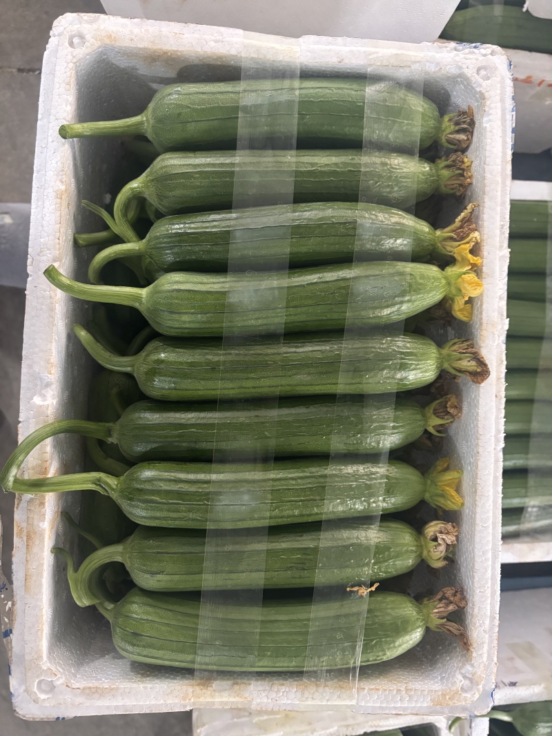 油皮丝瓜新鲜现摘农家自种脆嫩多汁不发黑当季蔬菜