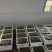 油皮丝瓜新鲜现摘农家自种脆嫩多汁不发黑当季蔬菜