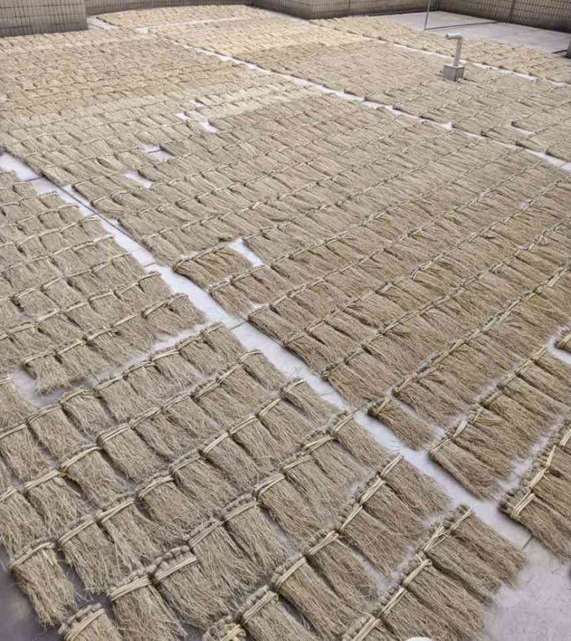 龙须草养肝草龙须根产地直销直供一手货源货源稳定保质保量