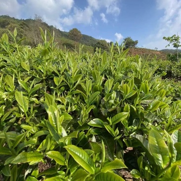 云南无量山普洱茶