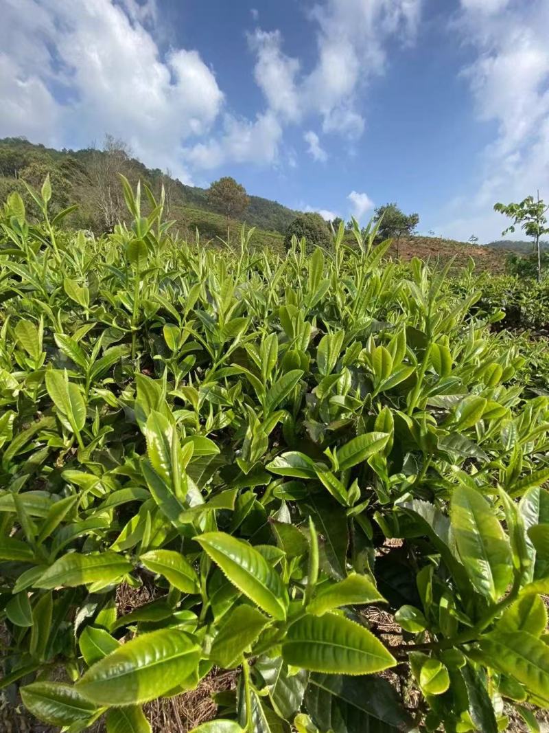 云南无量山普洱茶